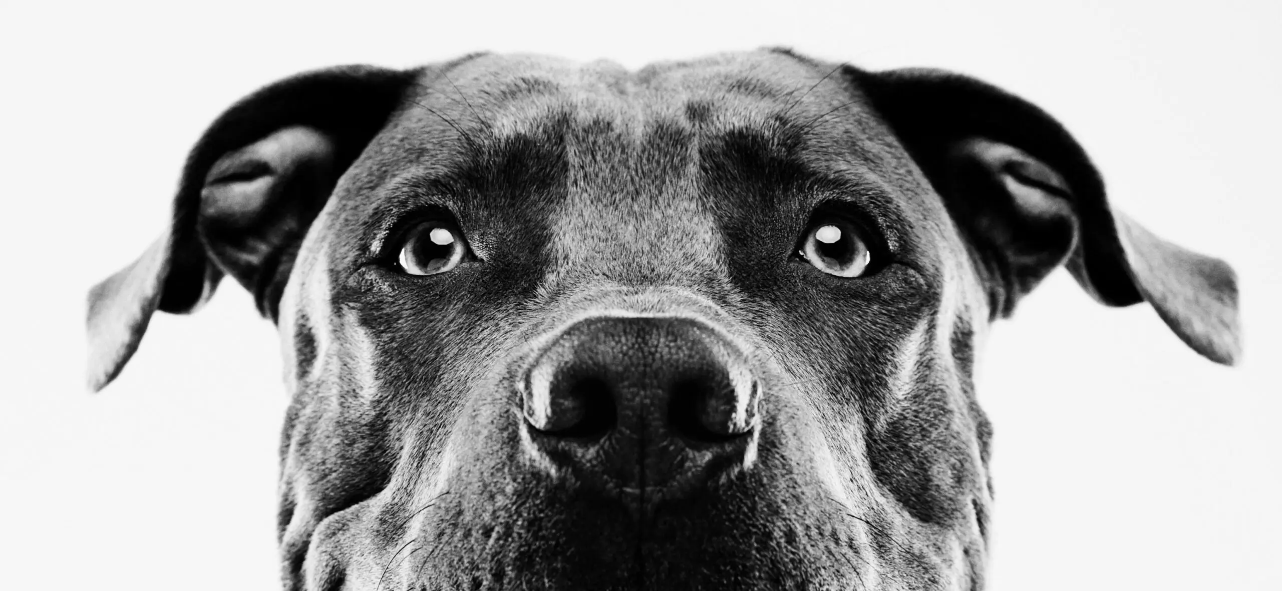 Pet Custody/Can the Court Order Possession and Access for My Goldendoodle?